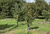 Земельный участок на продажу в городе Малага Фото