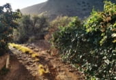 Non-developable land for sale on Carretera General del Sur, Güímar, ref: TR111776 photo