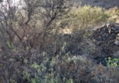 Non-developable land for sale on Carretera General del Sur, Güímar, ref: TR111776 photo
