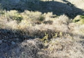 Non-developable land for sale on Carretera General del Sur, Güímar, ref: TR111776 photo