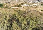 Non-developable land for sale on Carretera General del Sur, Güímar, ref: TR111776 photo
