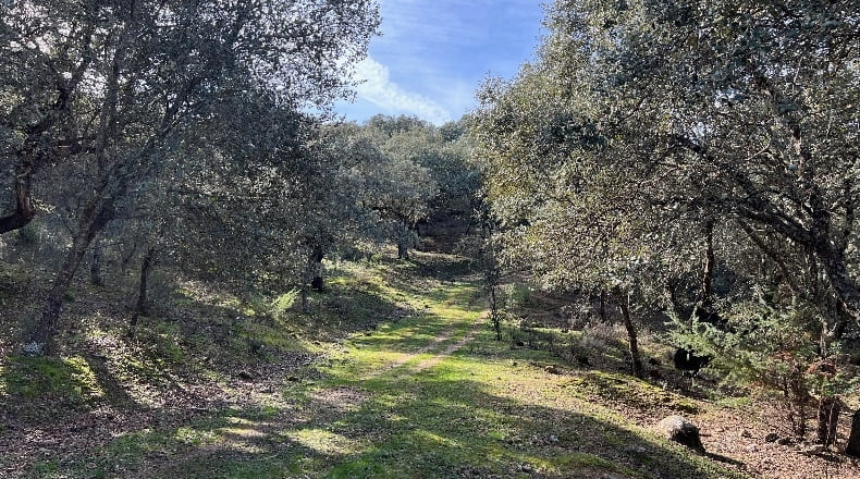 Toledo - Almendral de la Cañada - 70000m2