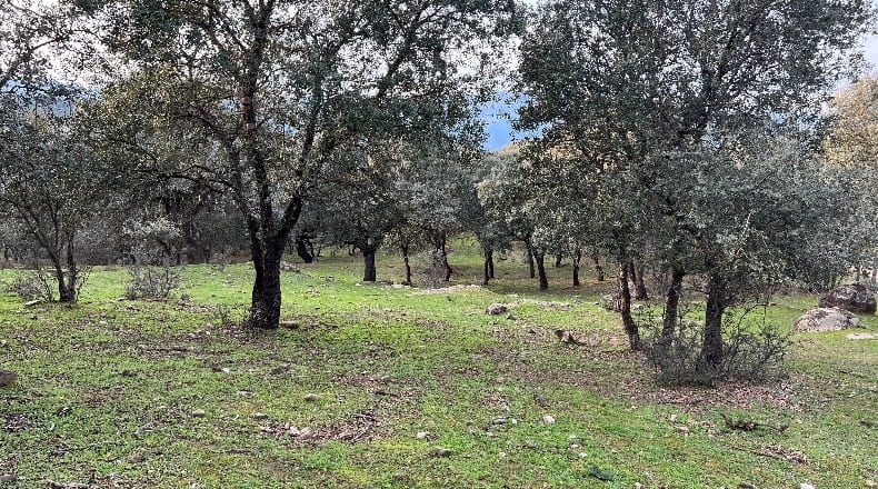 Toledo - Almendral de la Cañada - 70000m2