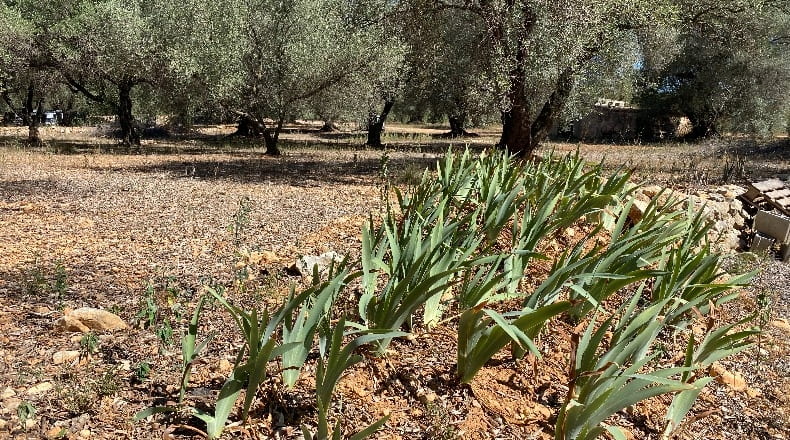 Castellón - San Mateo - 16922m2