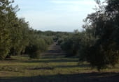 Terreny no urbanitzable en venda a la Carretera Bailén Motril, Bailén, ref.: TR111805 foto