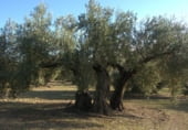 Terreny no urbanitzable en venda a la Carretera Bailén Motril, Bailén, ref.: TR111805 foto