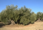 Terreny no urbanitzable en venda a la Carretera Bailén Motril, Bailén, ref.: TR111805 foto