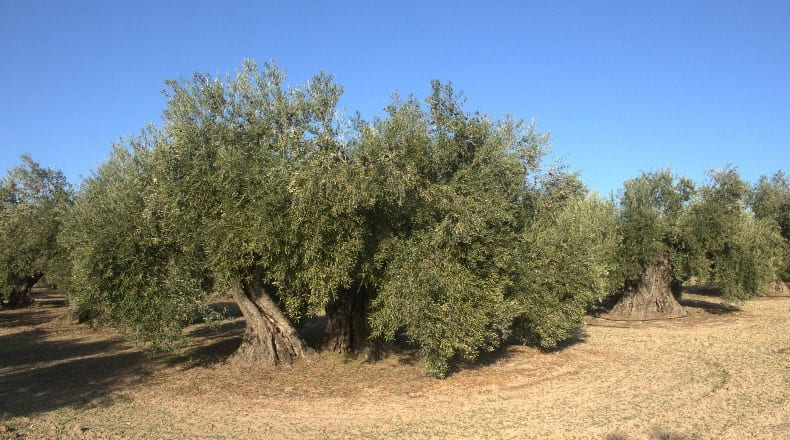 Jaén - Bailén - 22000m2
