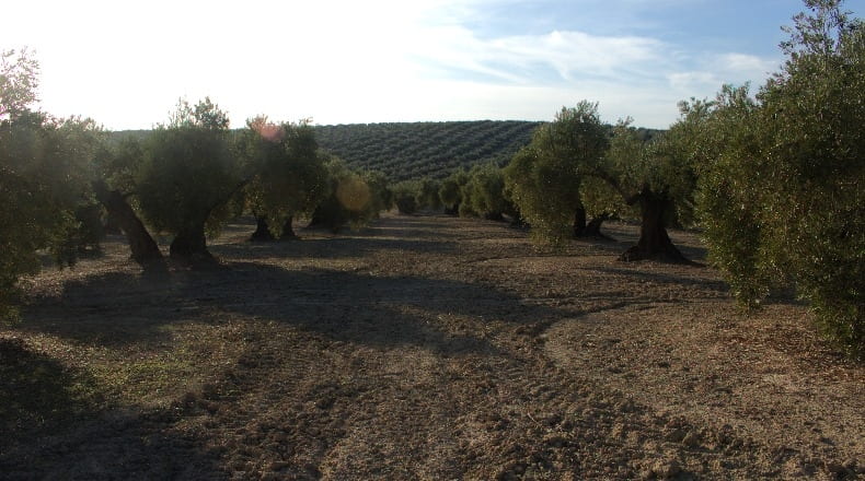 Jaén - Bailén - 22000m2