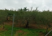 Edifici en construcció en venda a la Camino Cantarranas, Coín, ref.: TR111795 foto