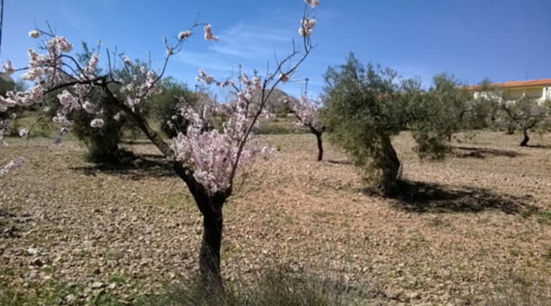 Almeria - Oria - 1798m2