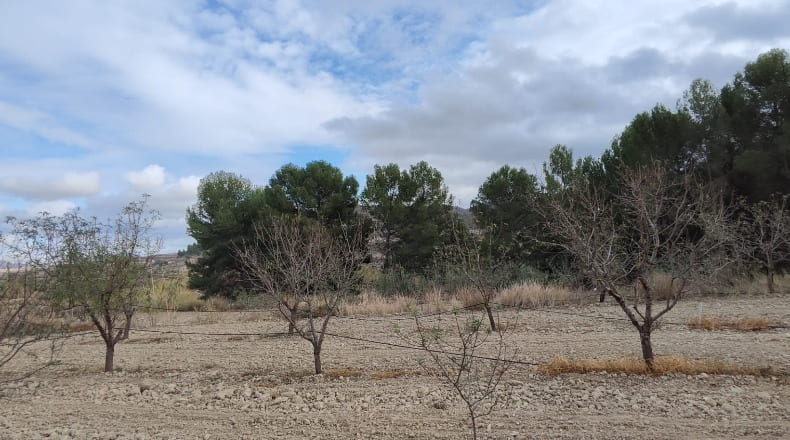 Múrcia - Cehegín - 55600m2