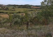 Non-developable land for sale on Carretera carrascal-marcilla NA-6020, Artajona, ref: TR111846 photo