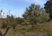 Non-developable land for sale on Carretera carrascal-marcilla NA-6020, Artajona, ref: TR111846 photo