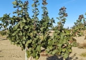 Non-developable land for sale on Los Bernabeles, Guadix, ref: TR111855 photo