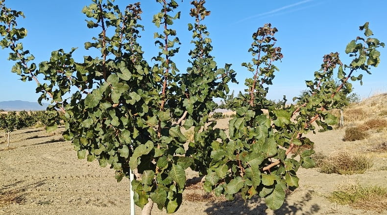 Granada - Guadix - 1000000m2