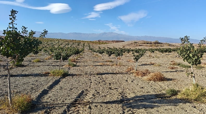 Granada - Guadix - 1000000m2
