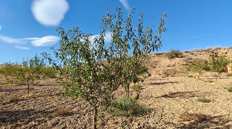 Granada - Guadix - 1000000m2