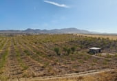 Non-developable land for sale on Los Bernabeles, Guadix, ref: TR111855 photo