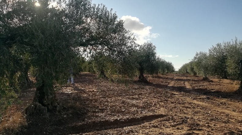 Cáceres - Arroyomolinos - 12000m2