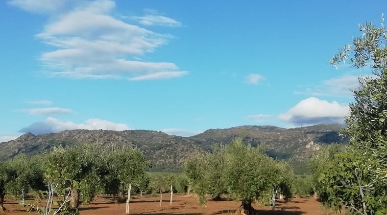 Cáceres - Arroyomolinos - 12000m2