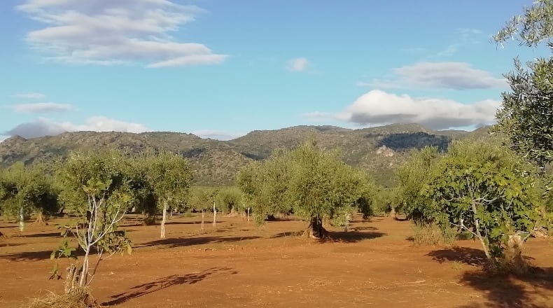 Cáceres - Arroyomolinos - 12000m2