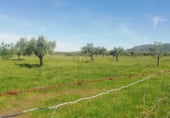 Land suitable for development for sale on CAMINO DE LAS TAPIAS, Arroyomolinos, ref: TR112089 photo