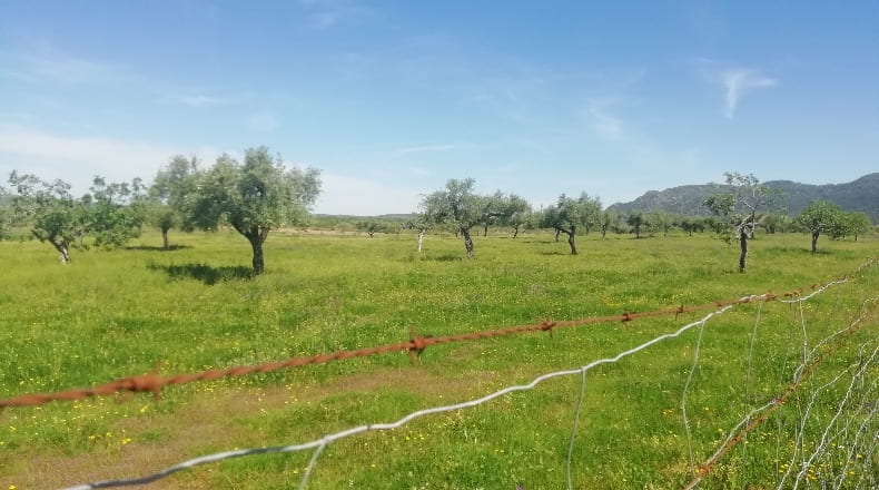 Cáceres - Arroyomolinos - 22000m2