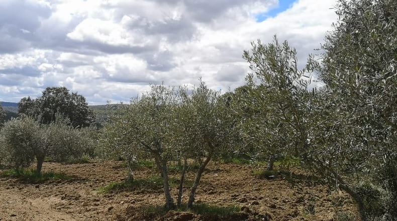Salamanca - San Felices de los Gallegos - 27921m2