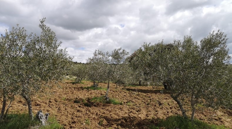 Salamanca - San Felices de los Gallegos - 27921m2