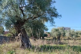 Casillas de Coria 4007&nbsp;m²