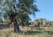 Suelo urbano en venta en la Calle Huertitas N 1, Casillas de Coria, ref: TR112109 foto