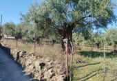 Suelo urbano en venta en la Calle Huertitas N 1, Casillas de Coria, ref: TR112109 foto