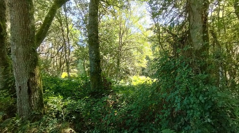 Lugo - Begonte - 12500m2