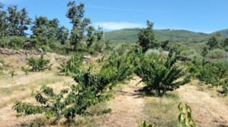 Cáceres - Gargüera de la Vera - 1300m2