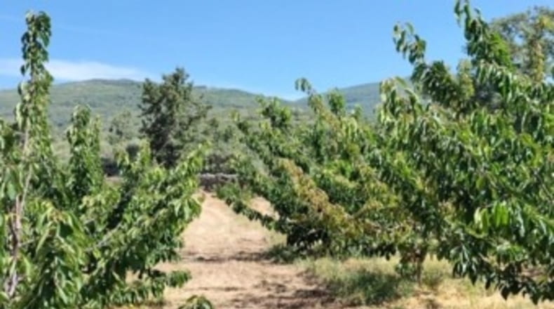Cáceres - Gargüera de la Vera - 1300m2