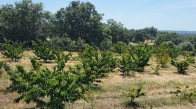 Cáceres - Gargüera de la Vera - 1300m2