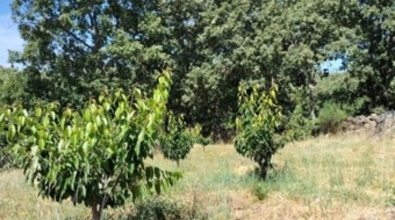 Cáceres - Gargüera de la Vera - 1300m2