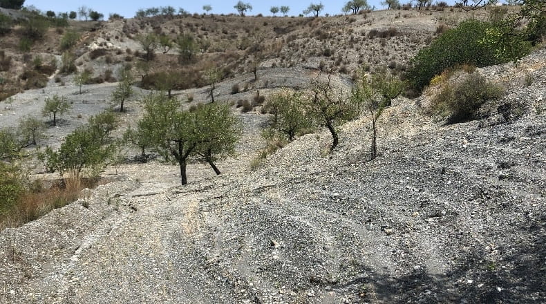 Murcia - Los Cegarra - 46153m2