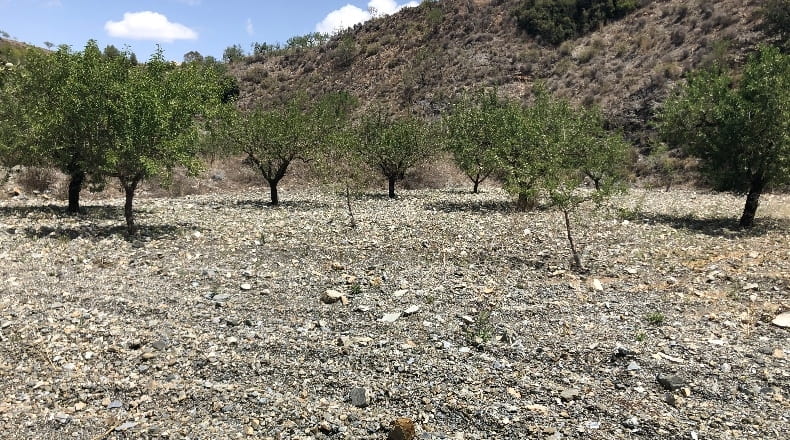 Murcia - Los Cegarra - 46153m2