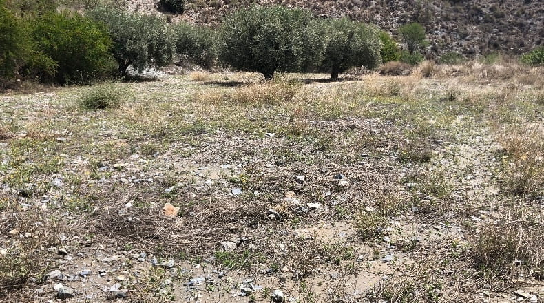 Murcia - Los Cegarra - 46153m2