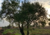 Country house with land for sale on Camino de las Pedroñeras, San Clemente, ref: TR187799 photo