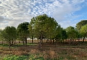 Country house with land for sale on Camino de las Pedroñeras, San Clemente, ref: TR187799 photo