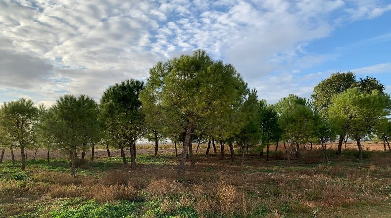 Cuenca - San Clemente - 2000000m2
