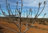 Участок с солнечной установкой на продажу в городе Barrax Фото