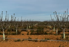 Barrax 75000&nbsp;m² 