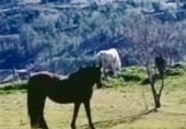 Vil·la amb terreny en lloguer a la Camino Pezuela, Ambite, ref.: TR199096 foto