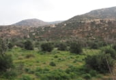 Non-developable land for sale on Parcela 88 MAS DE FLIX. FLIX, La Granadella, ref: TR201892 photo