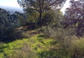 Sòl urbà en venda a la URB LA CIGARRA BAJA, Almodóvar del Río, ref.: TR202035 foto