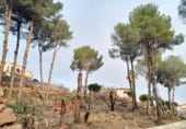 Parcel·la urbanitzable en venda a la Calle Camp del Turia, Pedreguer, ref.: TR202509 foto